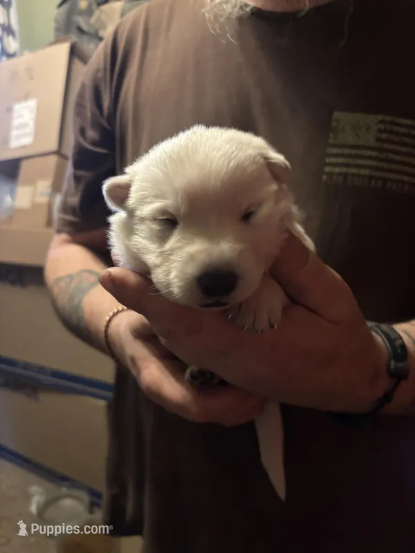 Willow – German Shepherd Dog puppy for sale in Richland Center, WI