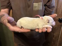 Mayham , a female German Shepherd Dog for sale in Richland Center, WI – Photo 2 of 6