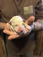 Mayham , a female German Shepherd Dog for sale in Richland Center, WI – Photo 1 of 6