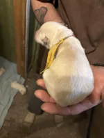 Willow, a female German Shepherd Dog for sale in Richland Center, WI – Photo 2 of 6