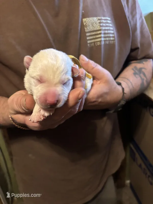 Willow – German Shepherd Dog puppy for sale in Richland Center, WI