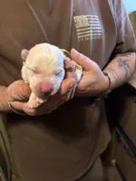 Willow, a female German Shepherd Dog for sale in Richland Center, WI – Photo 1 of 6