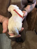 Apollo, a male German Shepherd Dog for sale in Richland Center, WI – Photo 3 of 7