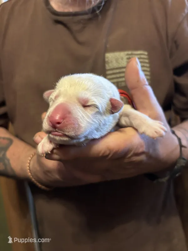 Apollo – German Shepherd Dog puppy for sale in Richland Center, WI