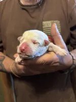 Apollo, a male German Shepherd Dog for sale in Richland Center, WI – Photo 1 of 7