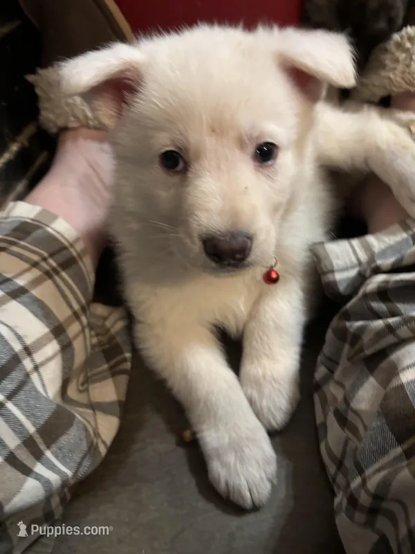 Apollo – German Shepherd Dog puppy for sale in Richland Center, WI