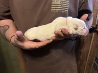 Apollo, a male German Shepherd Dog for sale in Richland Center, WI – Photo 2 of 7