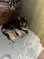 Apollo, a male German Shepherd Dog for sale in Richland Center, WI – Photo 7 of 7