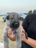 Maddy, a female German Shepherd Dog for sale in Asher, OK – 3 of 7