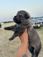 Hank, a male German Shepherd Dog for sale in Asher, OK – 2 of 7