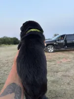 Frank, a male German Shepherd Dog for sale in Asher, OK – 2 of 7