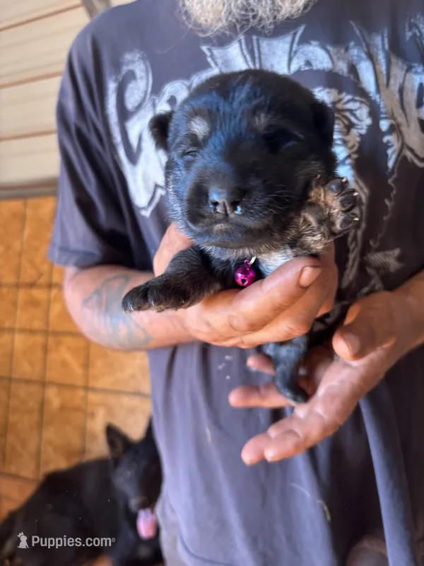 Nova AKC  – German Shepherd Dog puppy for sale in Asher, OK