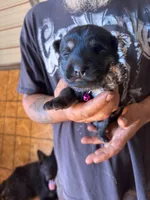 Nova AKC , a female German Shepherd Dog for sale in Asher, OK – 1 of 10