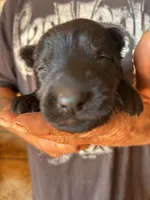 Bageera AKC , a male German Shepherd Dog for sale in Asher, OK – 3 of 9