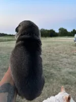 Steve, a male German Shepherd Dog for sale in Asher, OK – 3 of 7