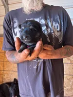 Nova AKC , a female German Shepherd Dog for sale in Asher, OK – 3 of 10