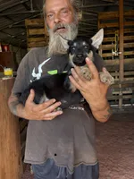 Gracie, a female German Shepherd Dog for sale in Asher, OK – 3 of 9