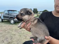 Joey, a male German Shepherd Dog for sale in Asher, OK – 3 of 7