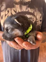 Monte AKC , a male German Shepherd Dog for sale in Asher, OK – 4 of 10