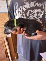 Monte AKC , a male German Shepherd Dog for sale in Asher, OK – 5 of 10