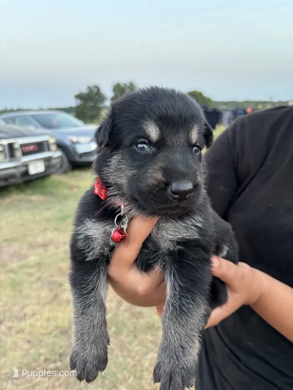 Sooner – German Shepherd Dog puppy for sale in Asher, OK