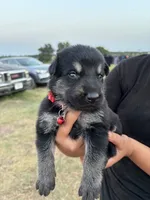 Sooner, a male German Shepherd Dog for sale in Asher, OK – 1 of 7