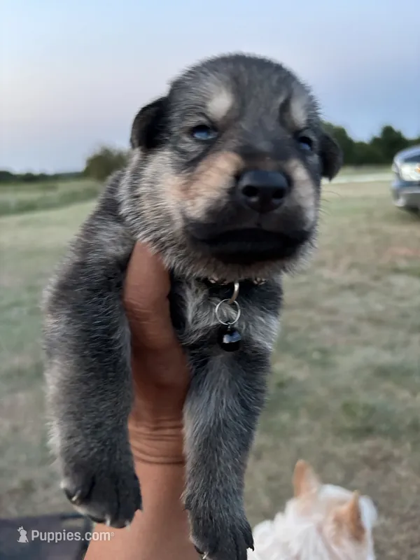 Steve – German Shepherd Dog puppy for sale in Asher, OK