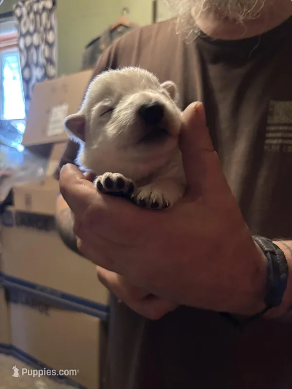 Remus – German Shepherd Dog puppy for sale in Richland Center, WI