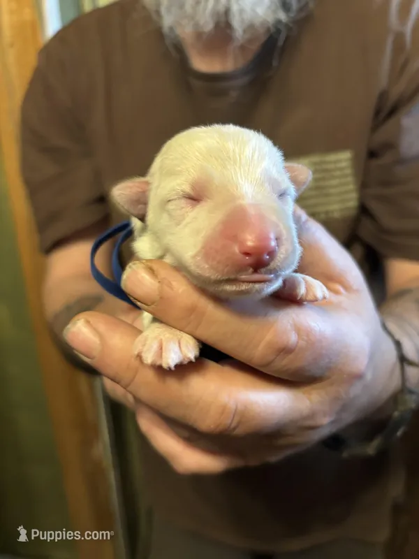 Remus – German Shepherd Dog puppy for sale in Richland Center, WI