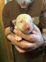 Remus, a male German Shepherd Dog for sale in Richland Center, WI – Photo 1 of 7