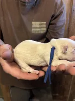 Remus, a male German Shepherd Dog for sale in Richland Center, WI – Photo 2 of 7