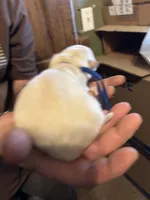 Remus, a male German Shepherd Dog for sale in Richland Center, WI – Photo 3 of 7