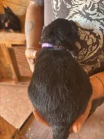 Chevelle AKC , a female German Shepherd Dog for sale in Asher, OK – 2 of 10
