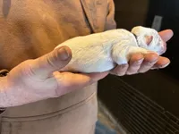 San, a male German Shepherd Dog for sale in Richland Center, WI – Photo 2 of 7