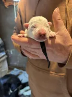 San, a male German Shepherd Dog for sale in Richland Center, WI – Photo 1 of 7