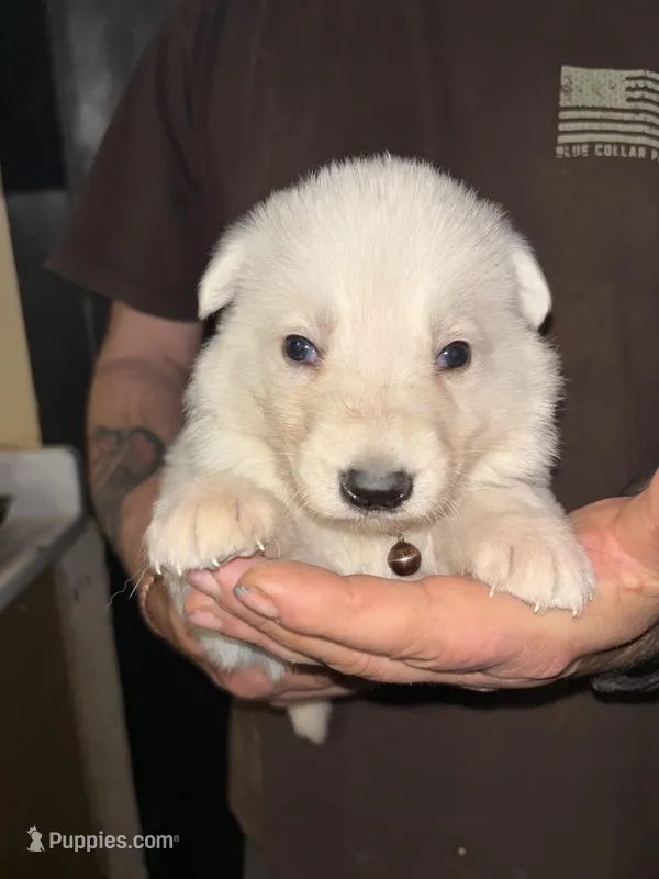 Riot – German Shepherd Dog puppy for sale in Richland Center, WI