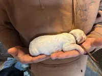 Riot, a male German Shepherd Dog for sale in Richland Center, WI – Photo 2 of 7