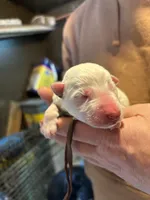 Riot, a male German Shepherd Dog for sale in Richland Center, WI – Photo 1 of 7