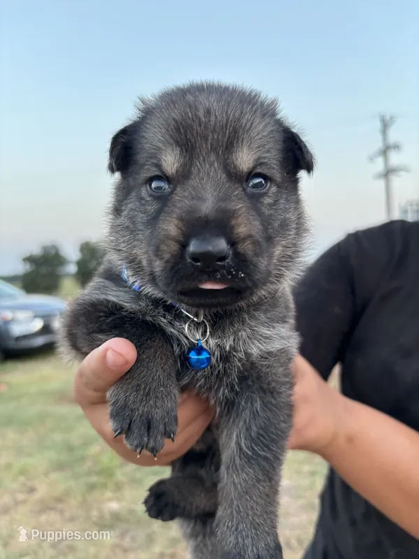 Hank – German Shepherd Dog puppy for sale in Asher, OK