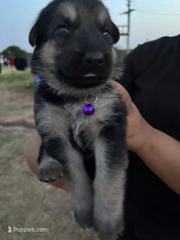 Jenny – German Shepherd Dog puppy for sale in Asher, OK