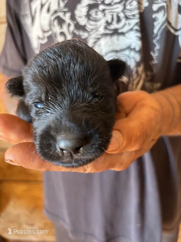 Dale AKC  – German Shepherd Dog puppy for sale in Asher, OK
