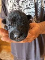 Dale AKC , a male German Shepherd Dog for sale in Asher, OK – 1 of 10