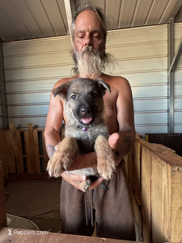 Maddy – German Shepherd Dog puppy for sale in Asher, OK