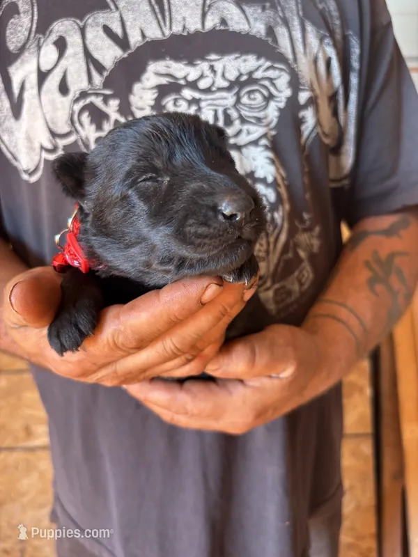 Bageera AKC  – German Shepherd Dog puppy on hold in Asher, OK