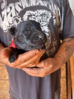 Bageera AKC , a male German Shepherd Dog for sale in Asher, OK – 1 of 9