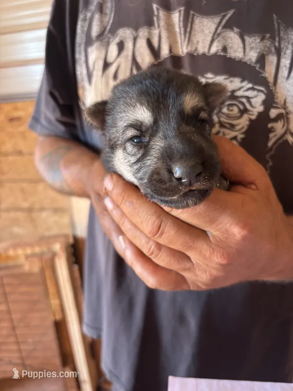 Monte AKC  – German Shepherd Dog puppy for sale in Asher, OK