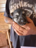 Monte AKC , a male German Shepherd Dog for sale in Asher, OK – 1 of 10