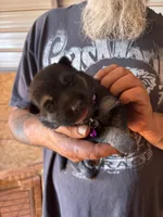 Chevelle AKC , a female German Shepherd Dog for sale in Asher, OK – 4 of 10