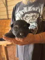 Chevelle AKC , a female German Shepherd Dog for sale in Asher, OK – 3 of 10
