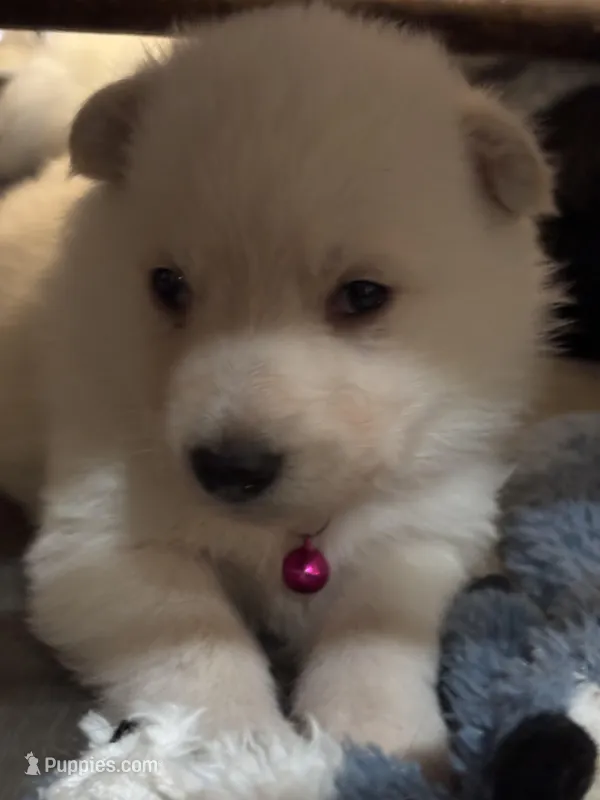 Mayham  – German Shepherd Dog puppy for sale in Richland Center, WI